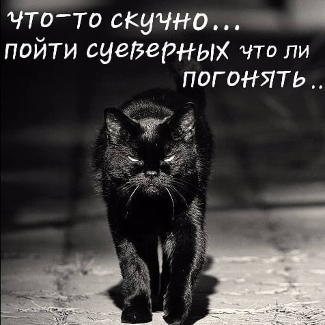 Черная кошка из за угла
