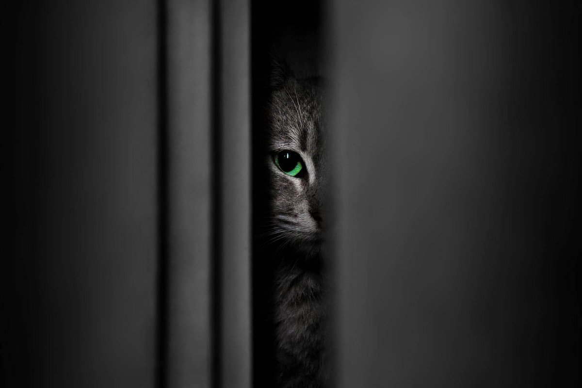 Черный кот выглядывает