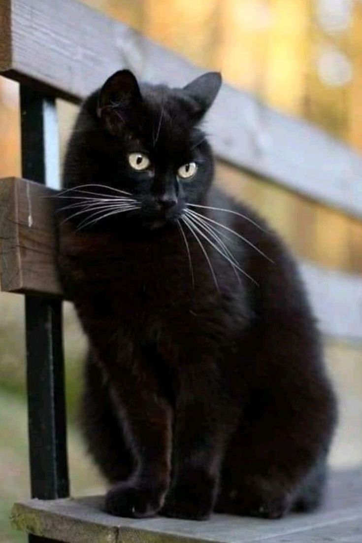 Черная кошка сидит