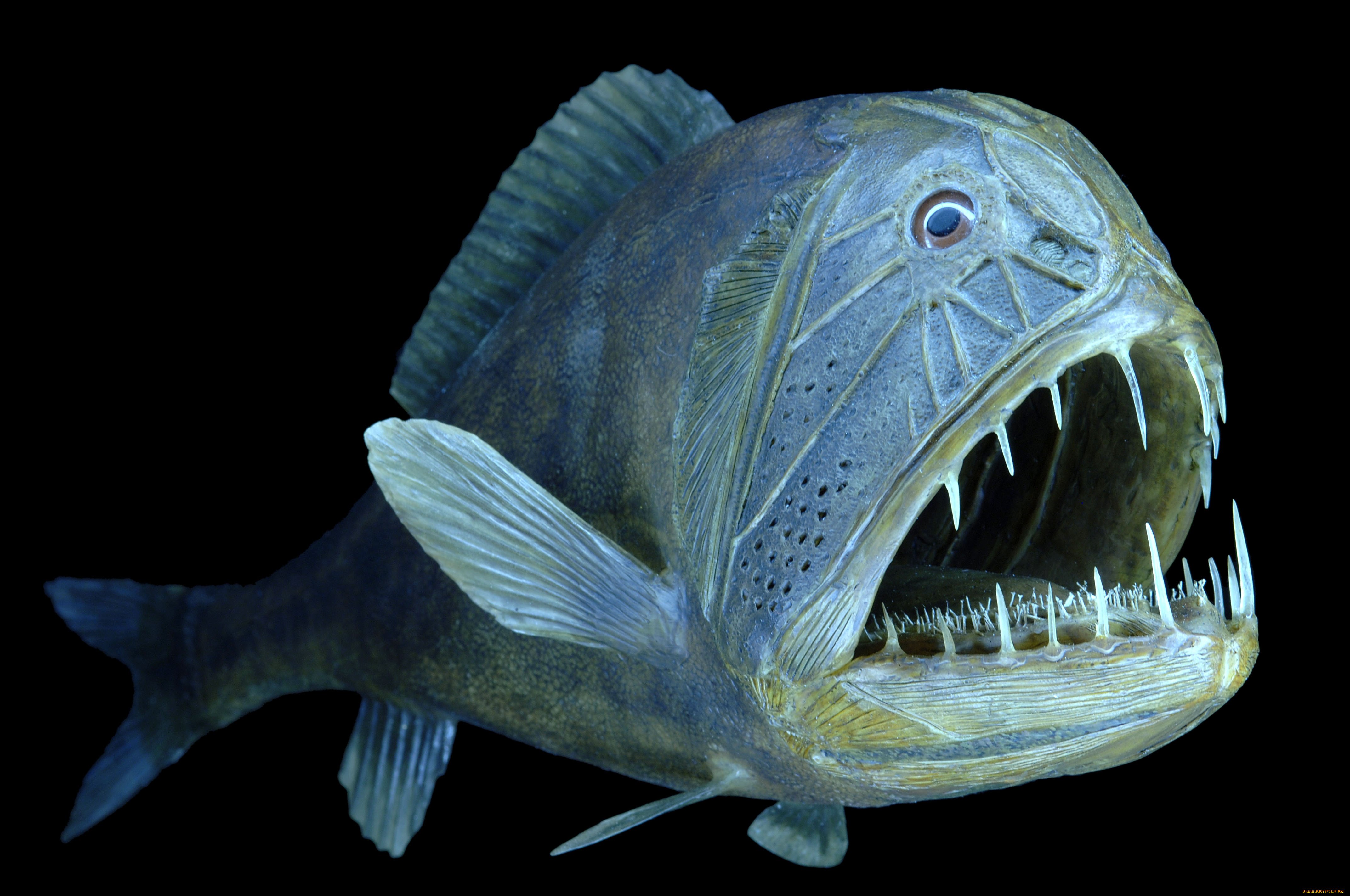 Мелкая хищная рыба. Длиннорогий Саблезуб (Anoplogaster cornuta). Длиннорогий Саблезуб малек. Удильщик Саблезуб.