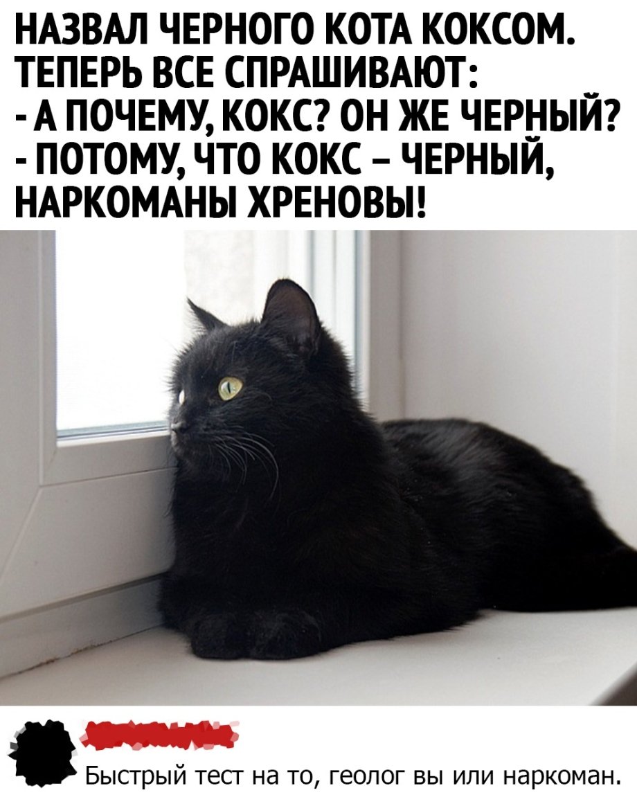 Зимние коты черные