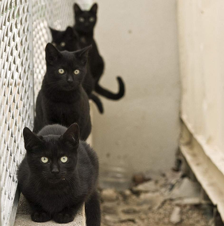 Бездомный черный котенок