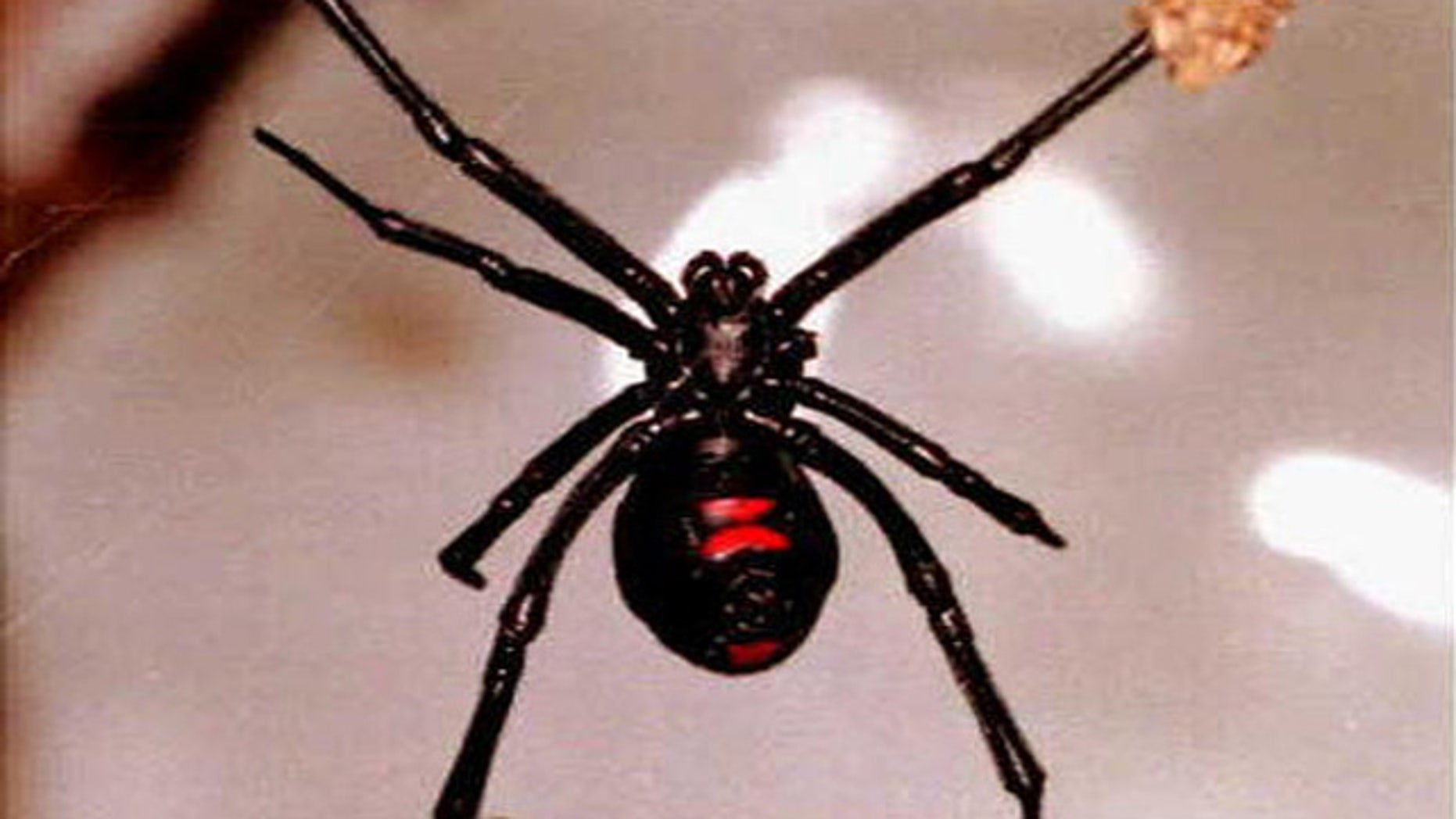 Как выглядит вдова. Каракурт паук. Черная вдова Арахнид. Черная вдова паук. Каракурт паук красная вдова.