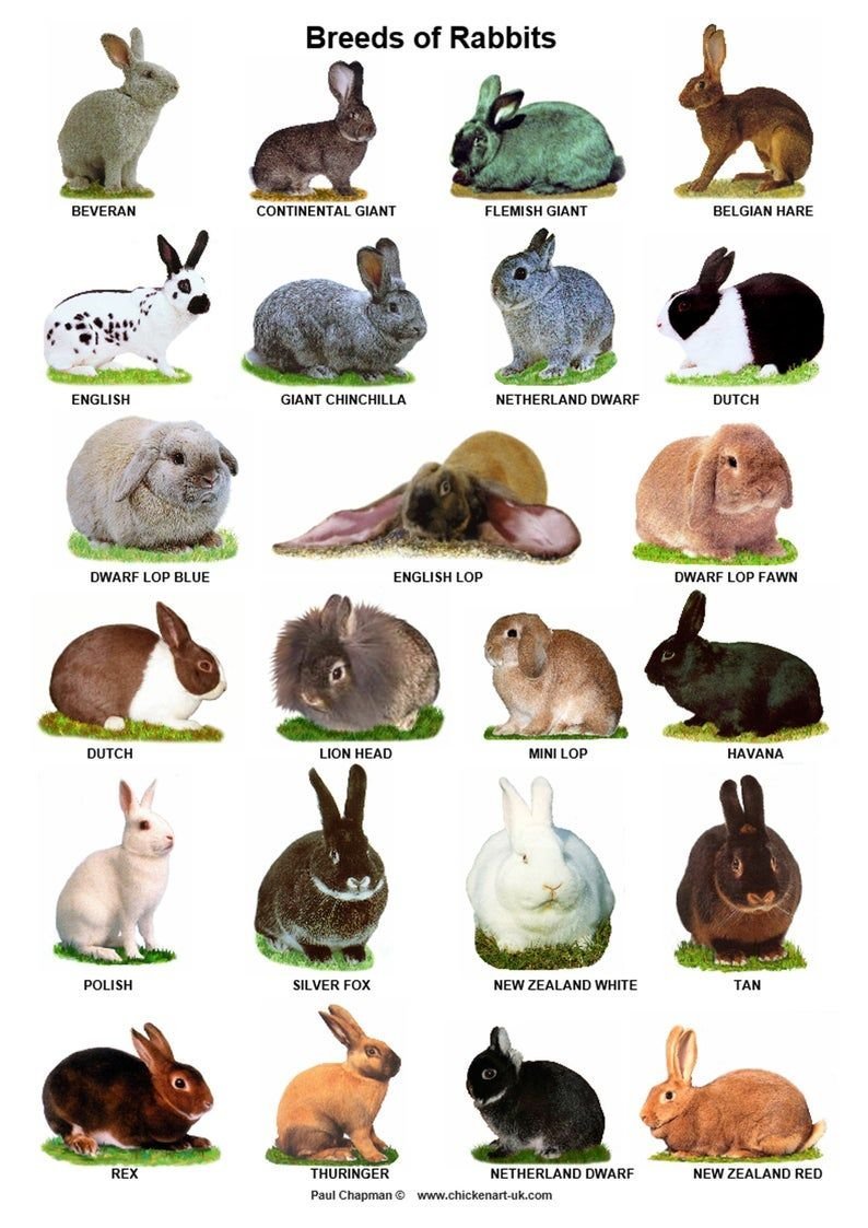 Какие породы кроликов больше всего подойдут для разведения