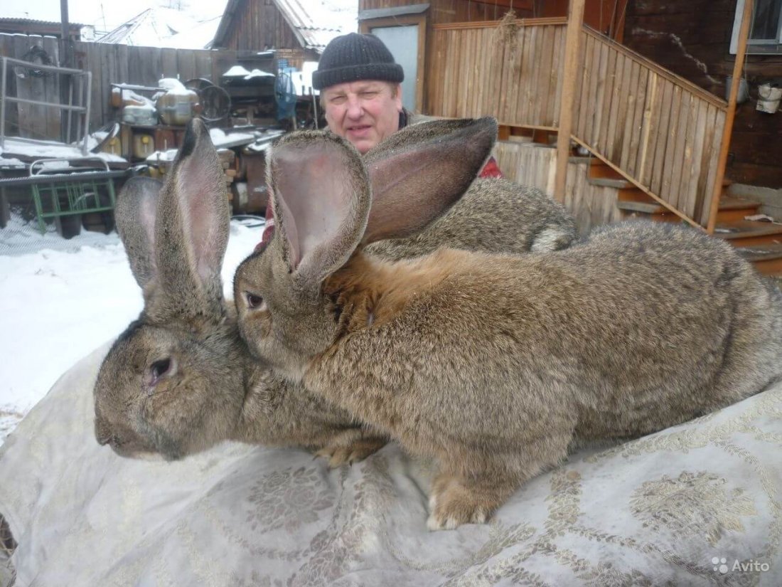 Кролики великаны Фландр