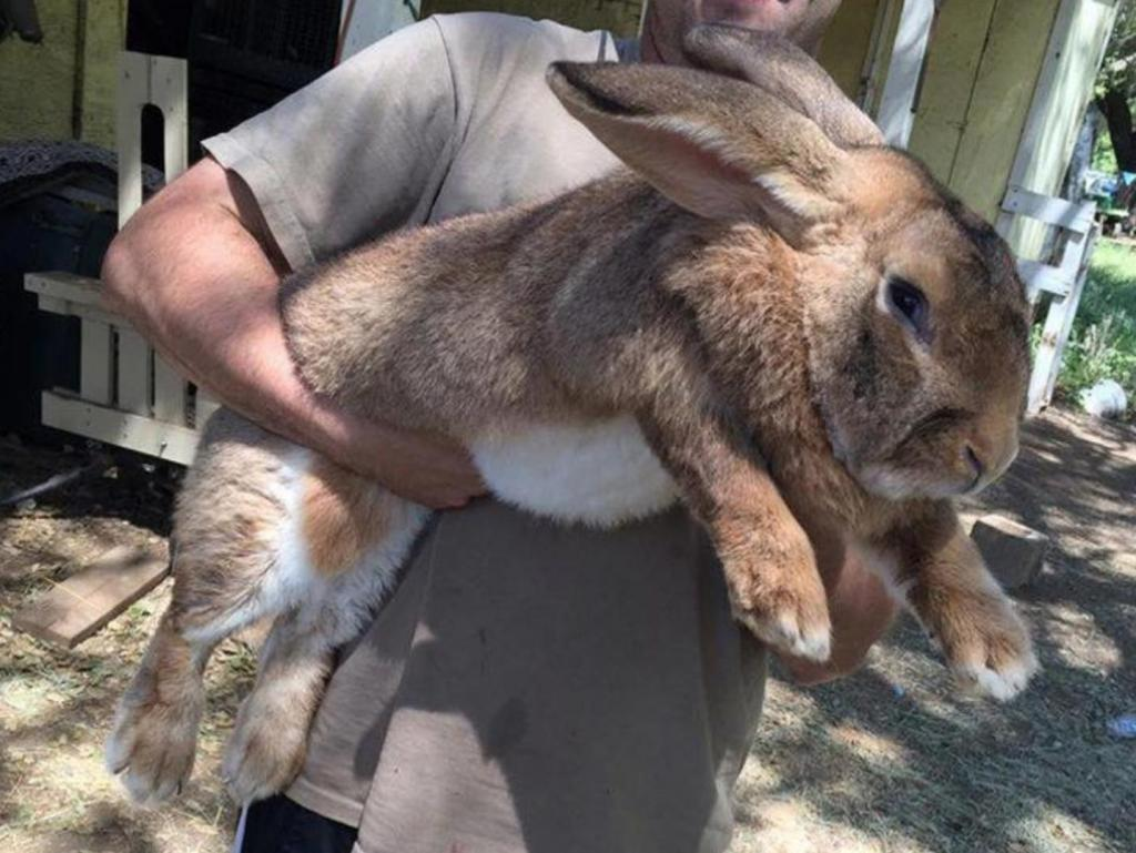 Фламандский гигантский кролик