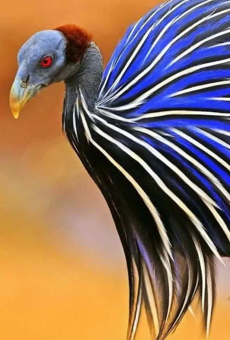 Необычные птицы