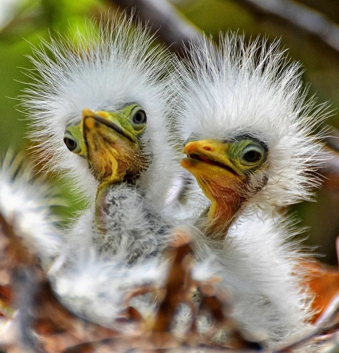 Петух на заборе