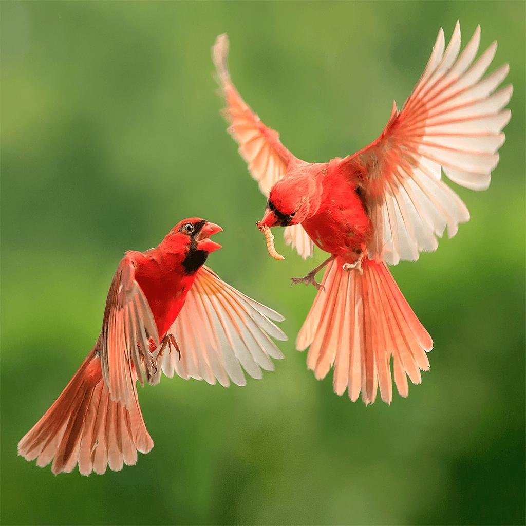 Золотоголовый фазан