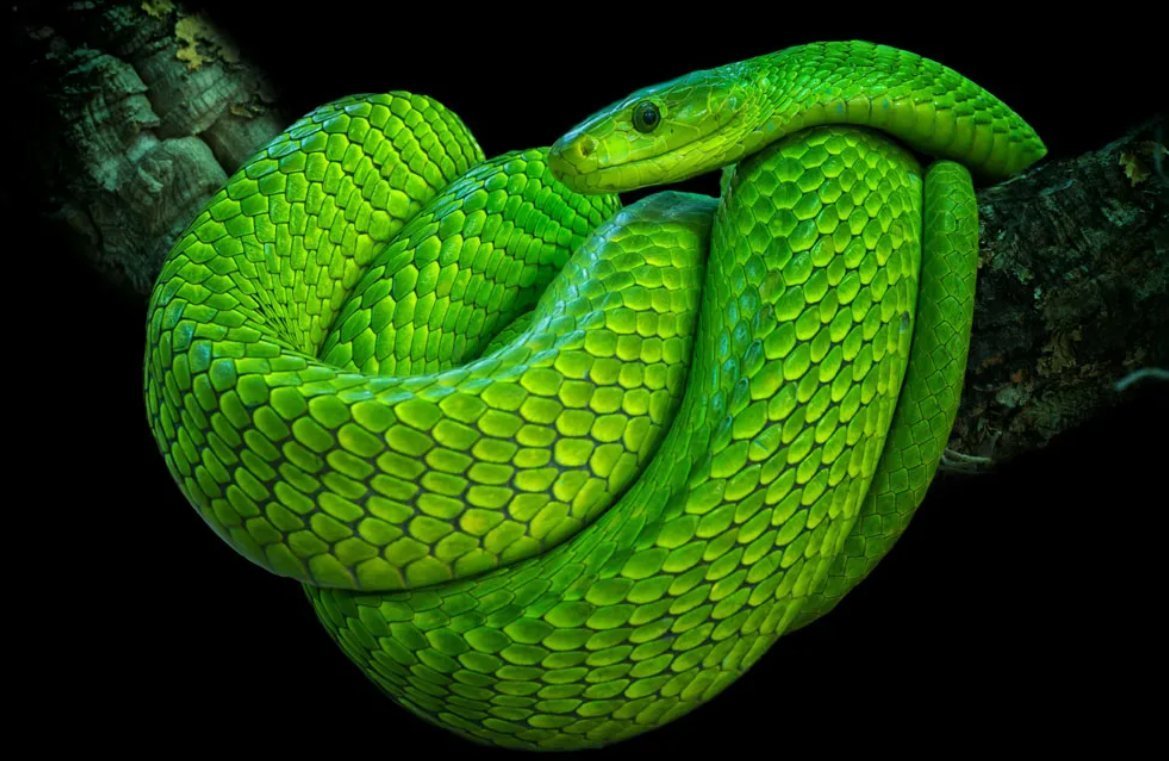 Змеи Эстетика Слизерин