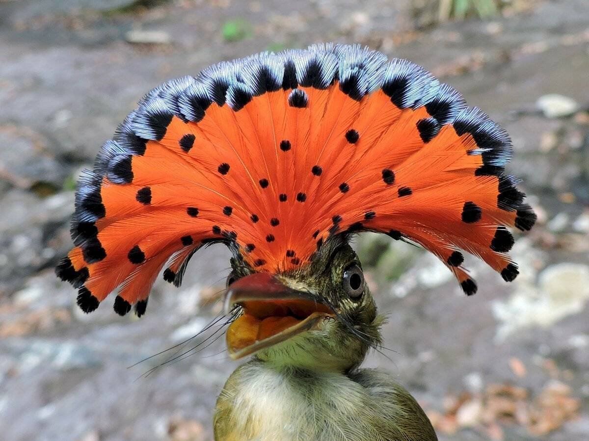 Амазонский мухоед