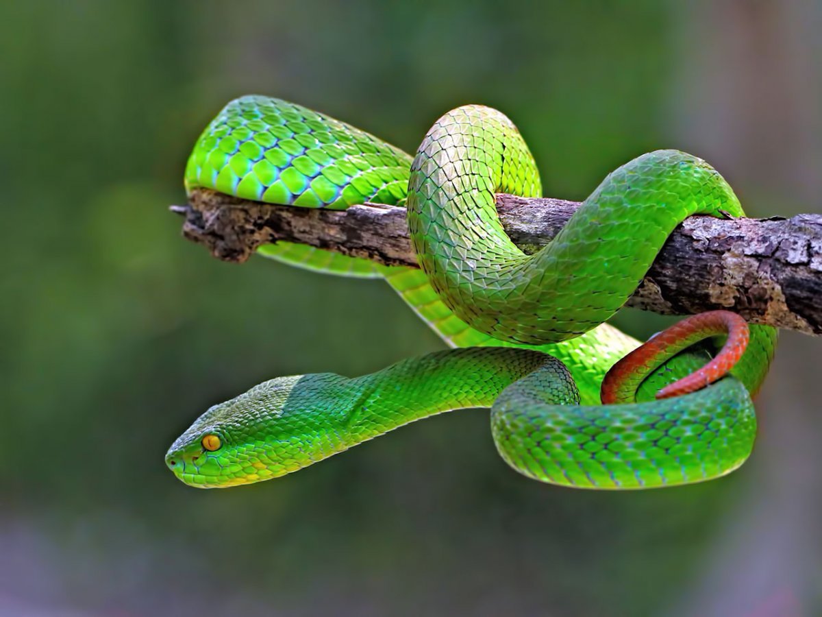 Зеленая деревянная змея