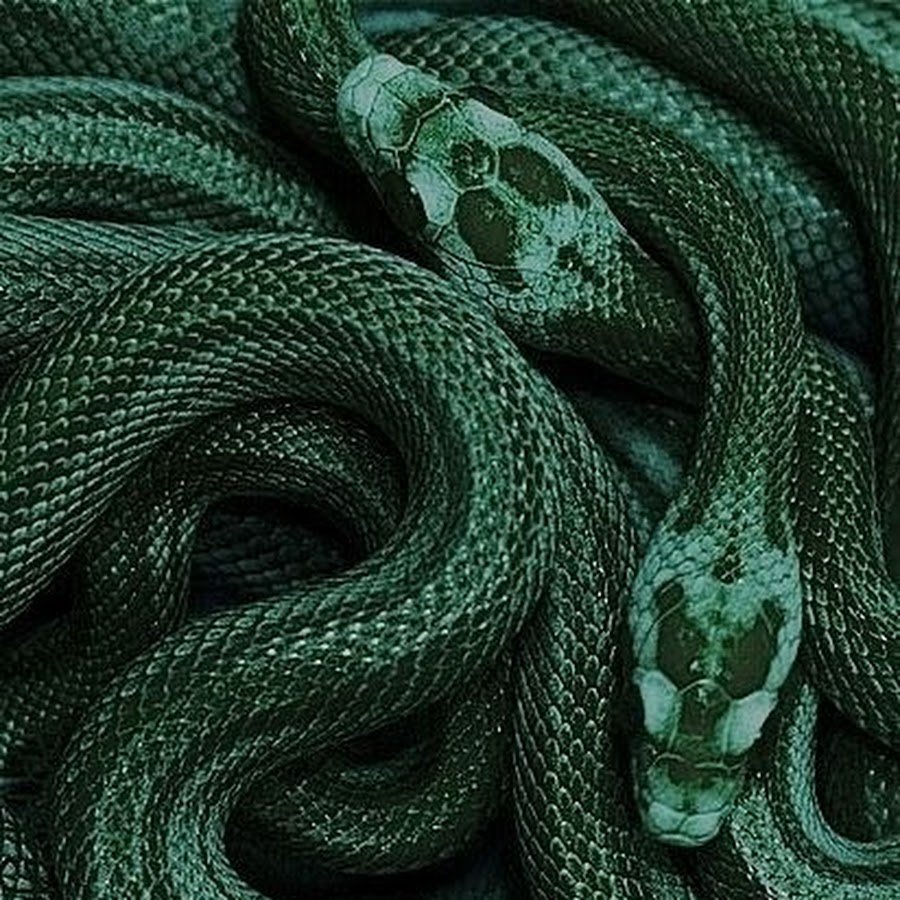 Черно зеленая змея