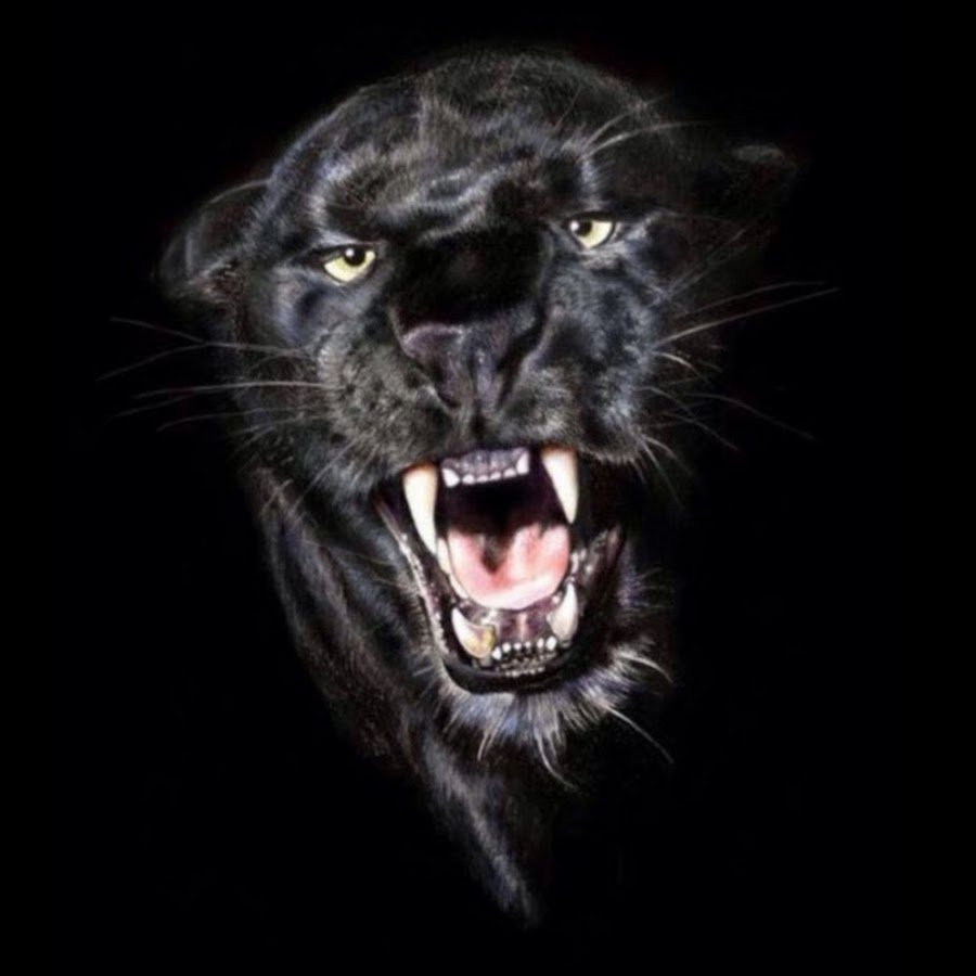 Пантера морда