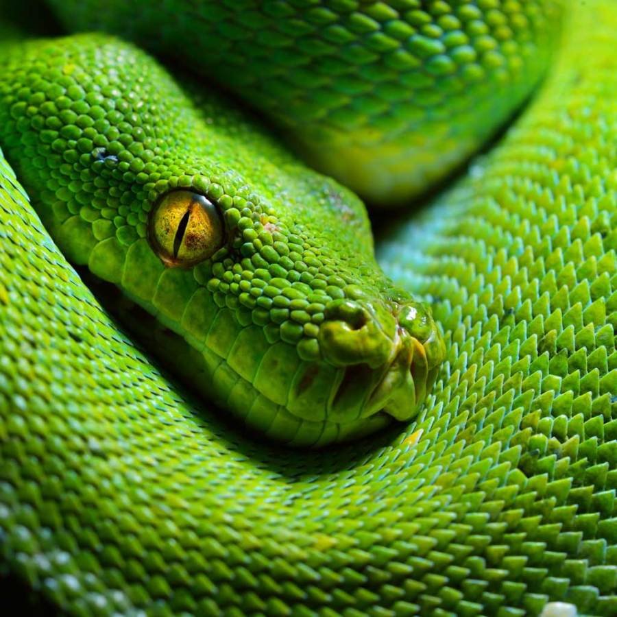Питон зеленый на шее