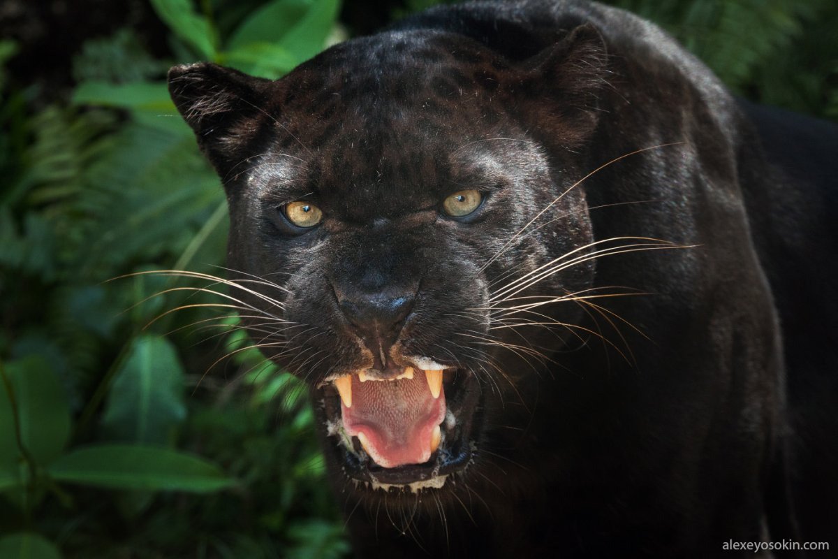 Пума Ягуар пантера