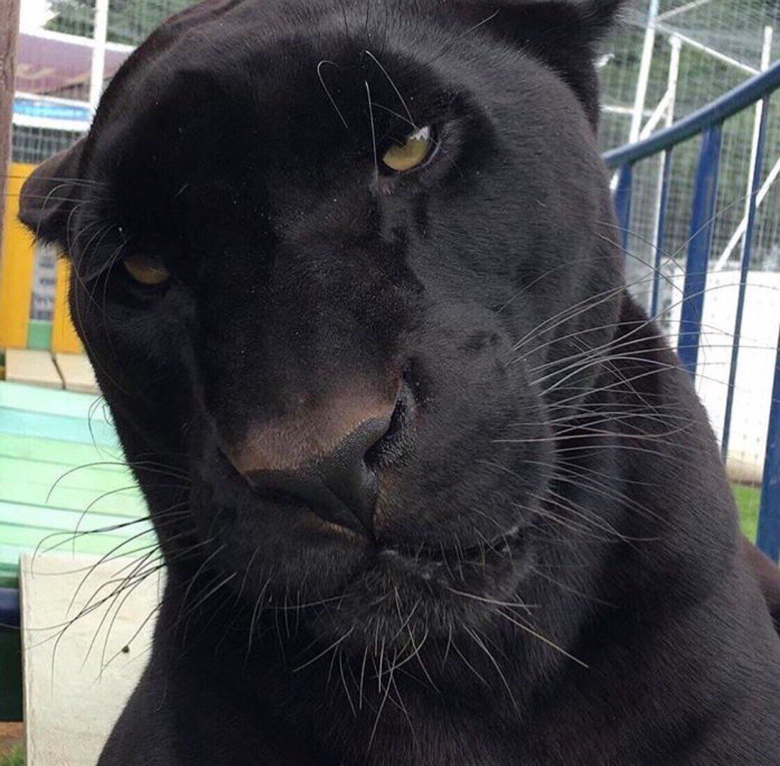 Смешная пантера