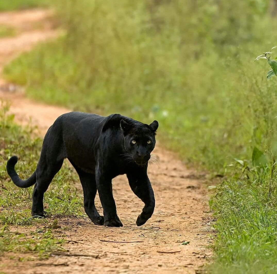 Гималайская пантера