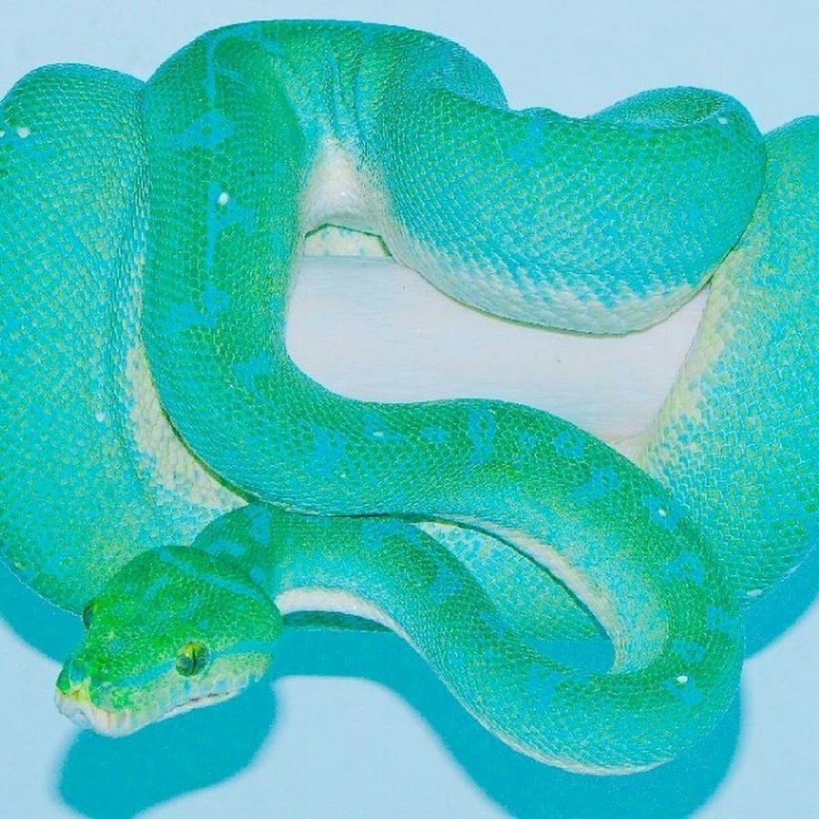 Зеленая змея