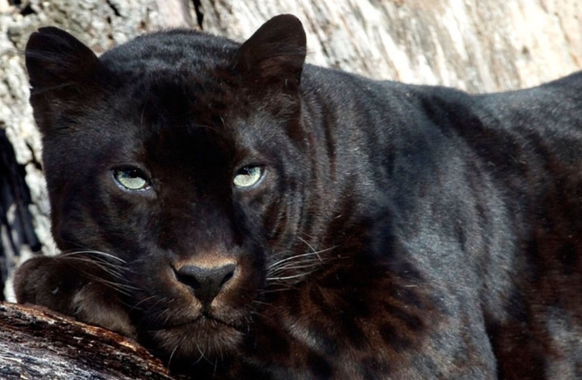 Пантера Багира