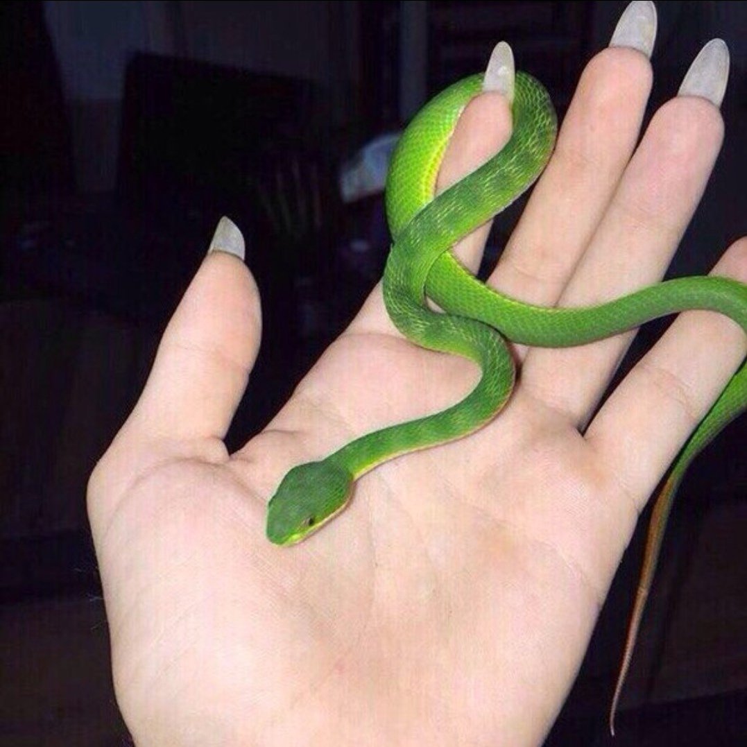 Королевская Кобра зеленая