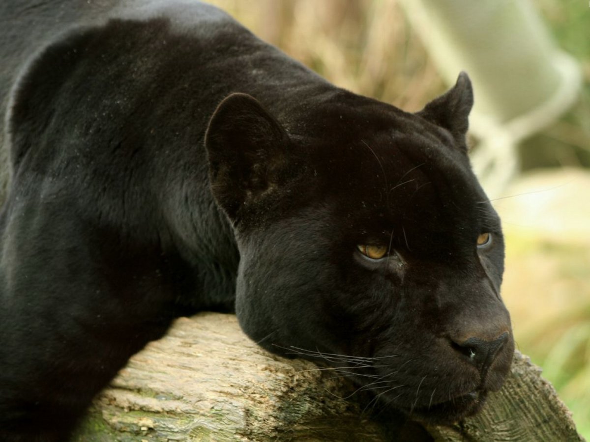 Пума меланист