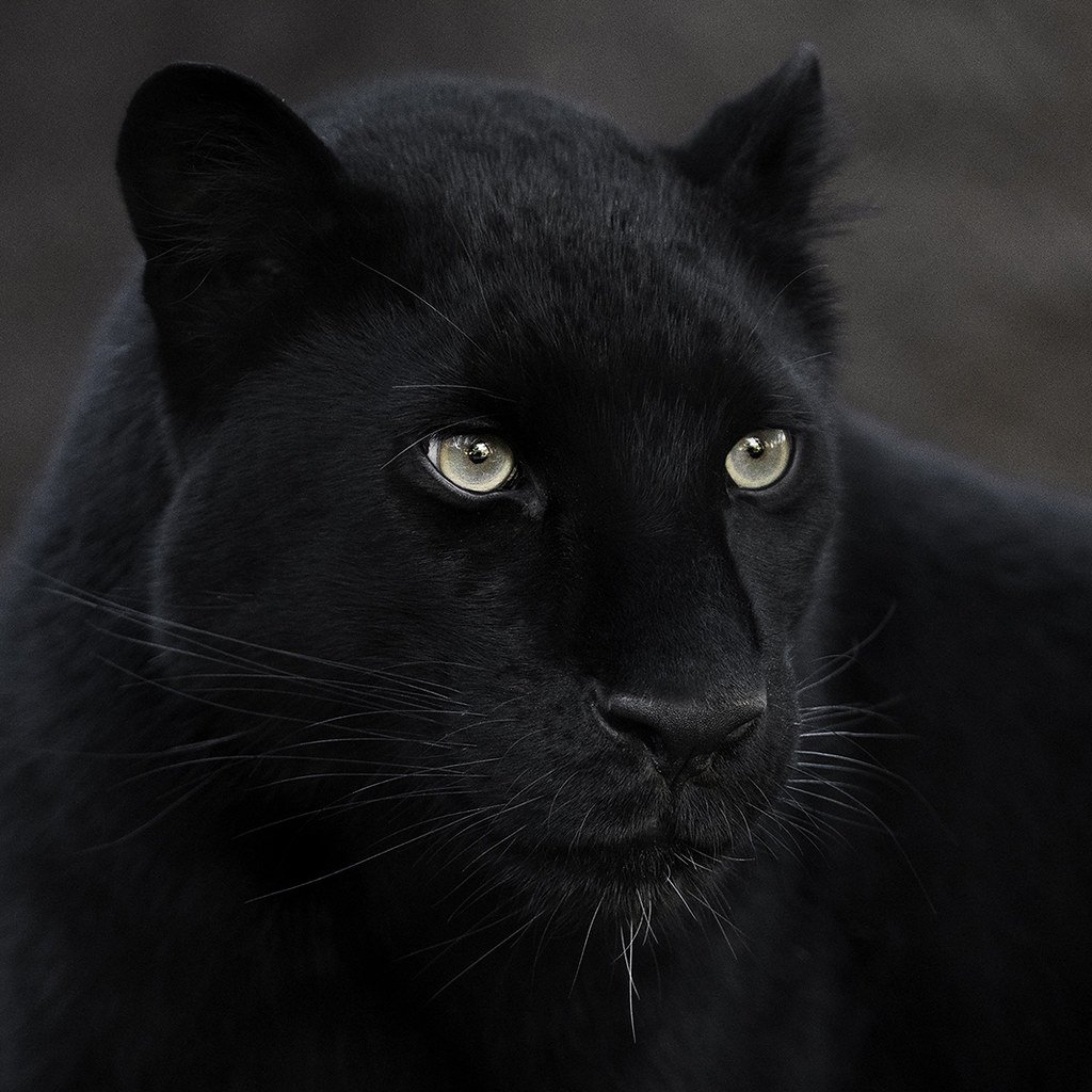 Черная Дальневосточная пантера