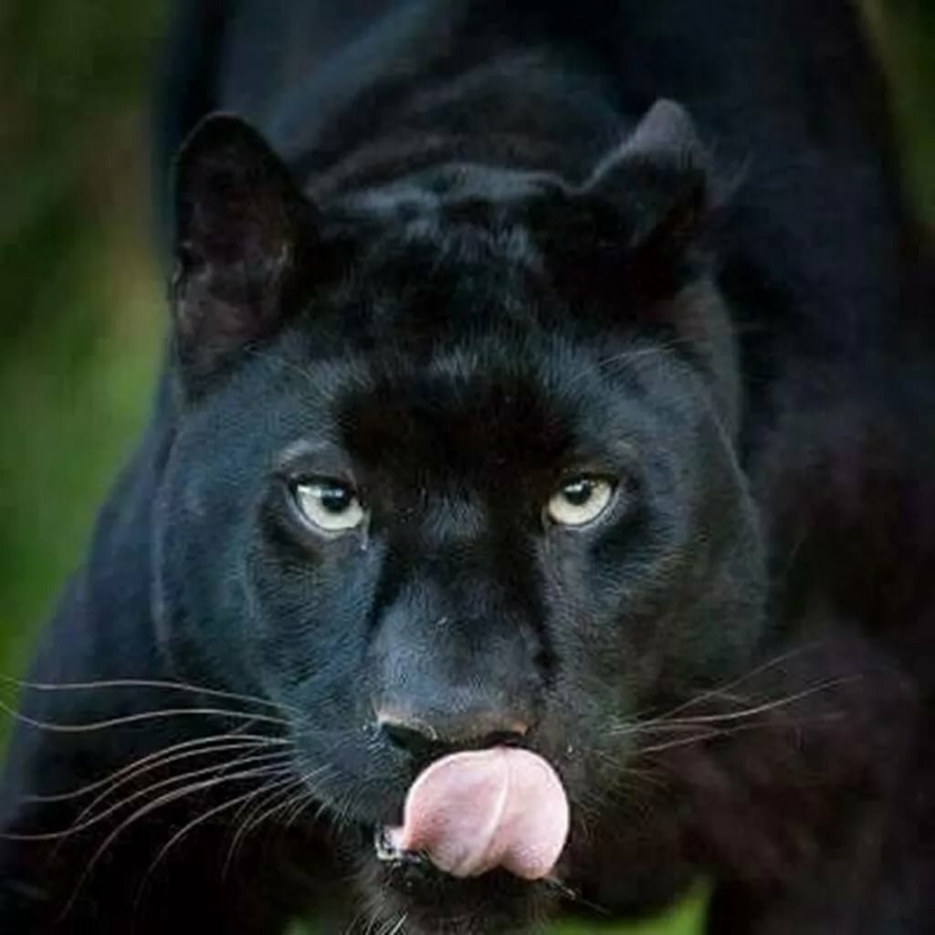 Черная Пума и черная пантера