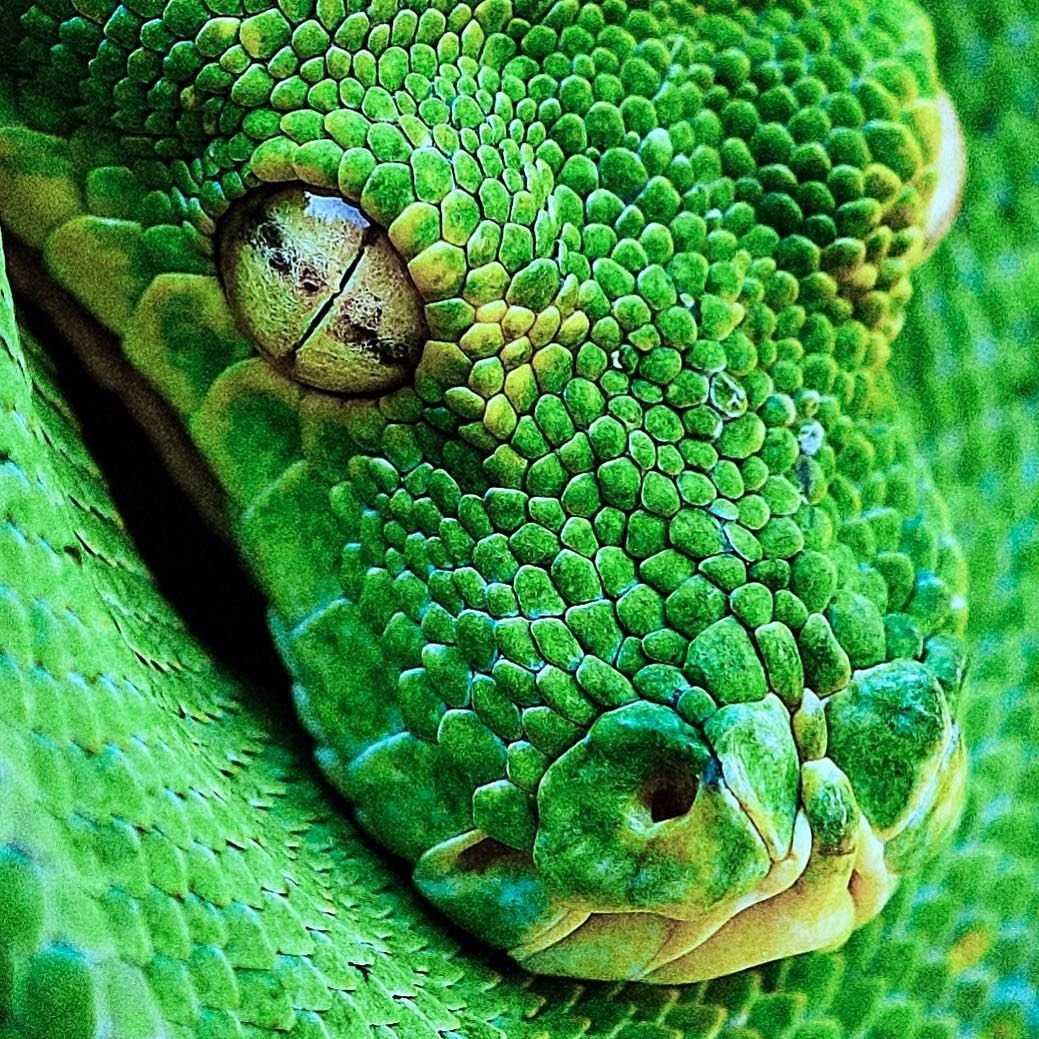 Кустарниковая гадюка АТЕРИС