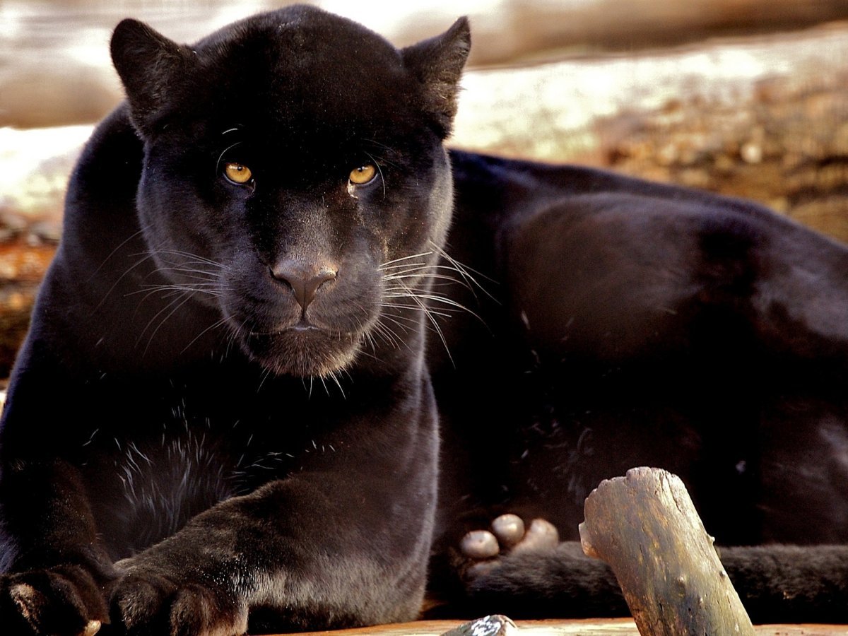 Черная пантера