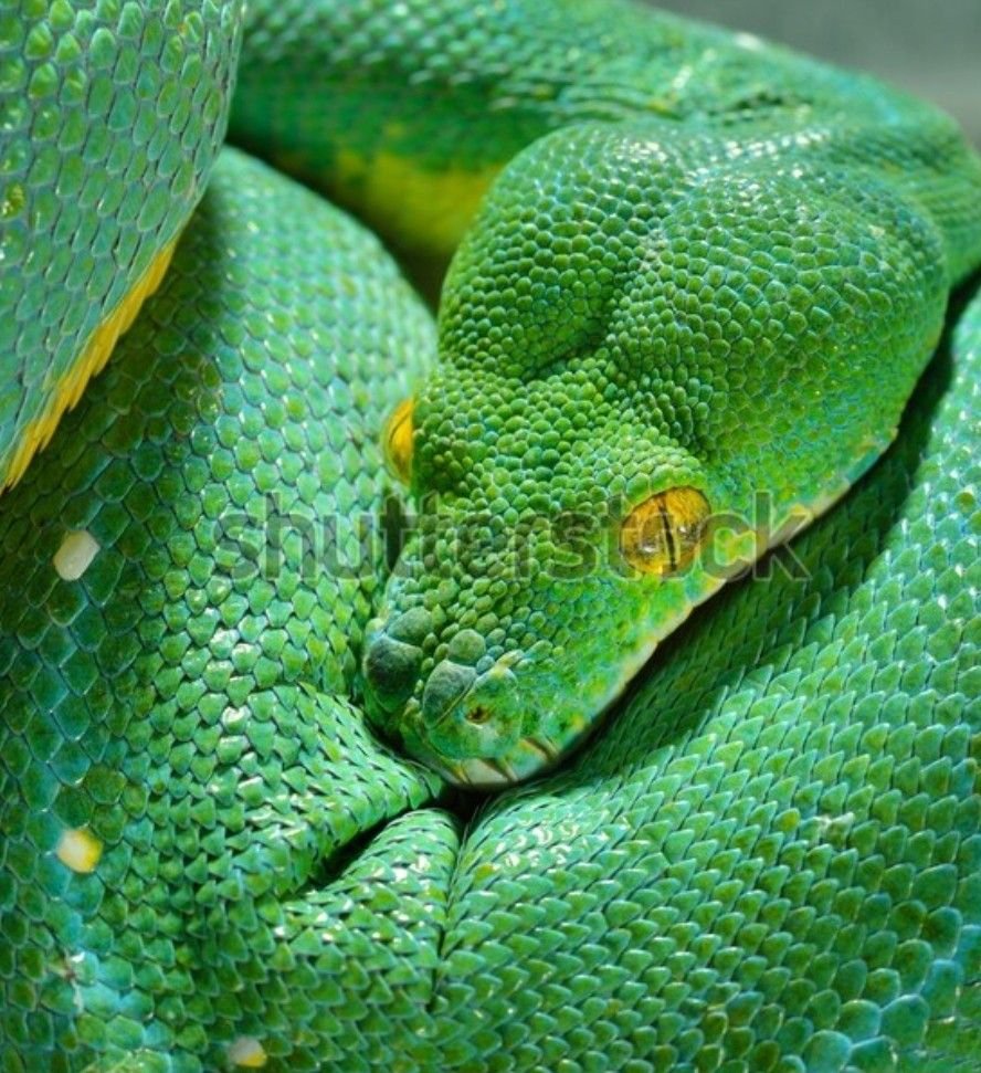 Зеленый питон Ювенал