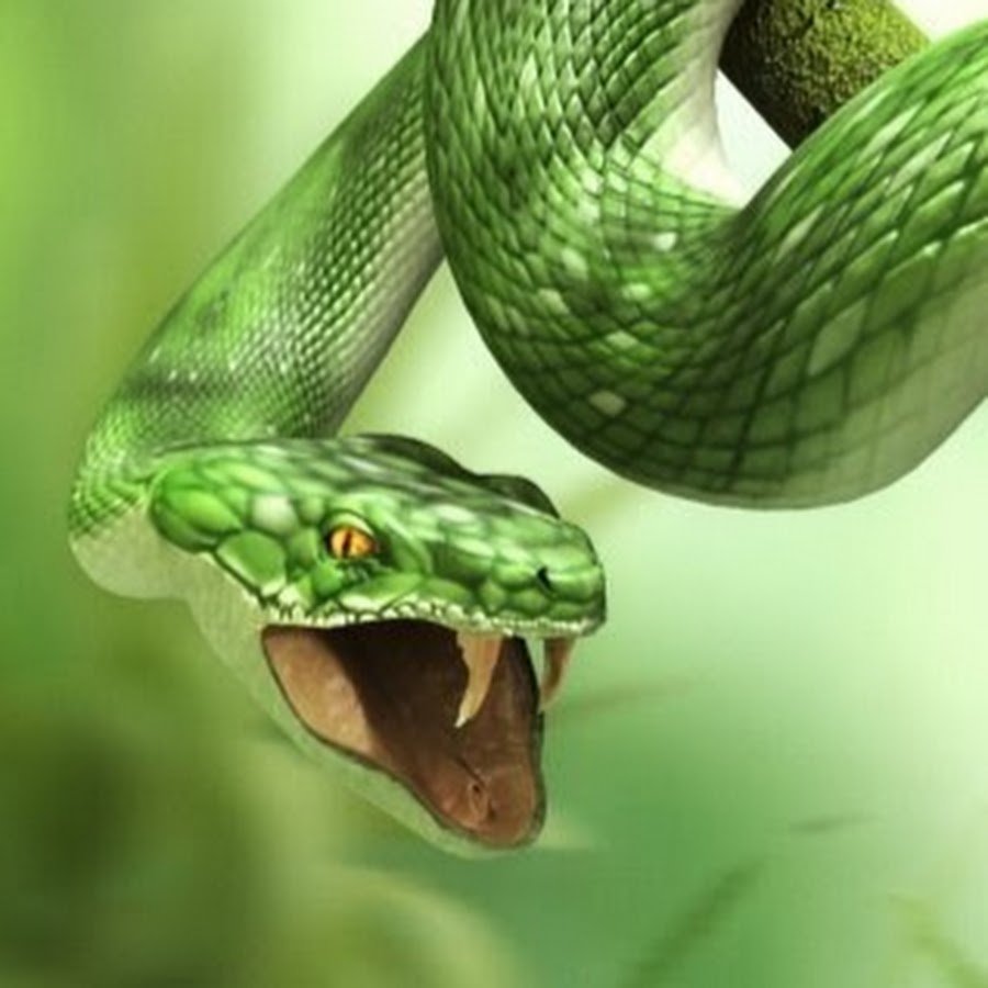 Виноградная змея (длиннорылая плетевидка)