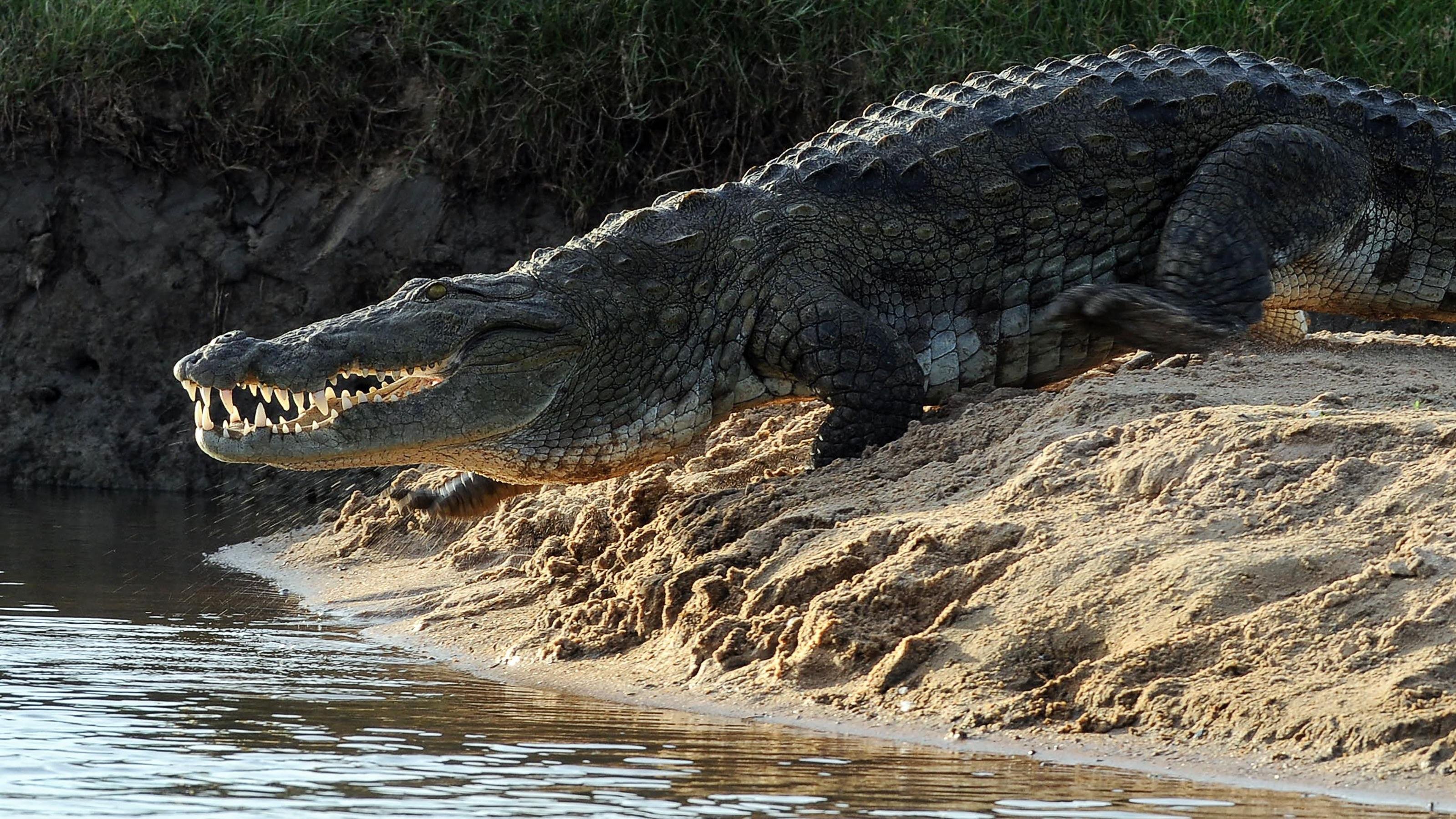 Самый большой аллигатор. Нильский и гребнистый крокодил. Австралийский гребнистый крокодил. Нильский крокодил Crocodylus niloticus. Гребнистый крокодил Шри Ланка.