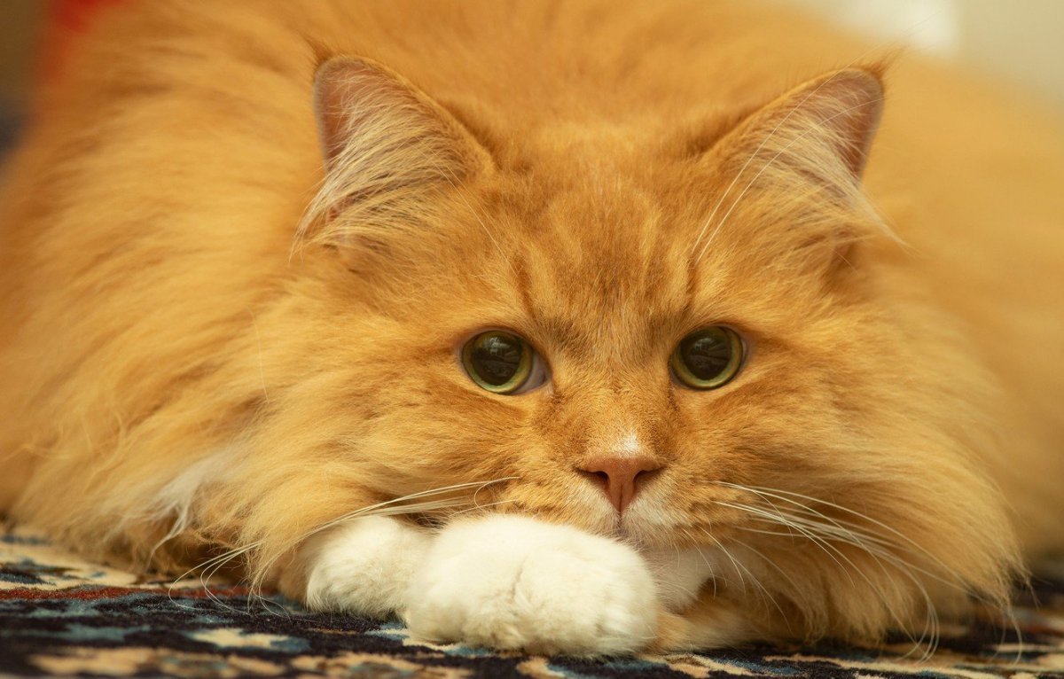 Кот пушистый рыжий
