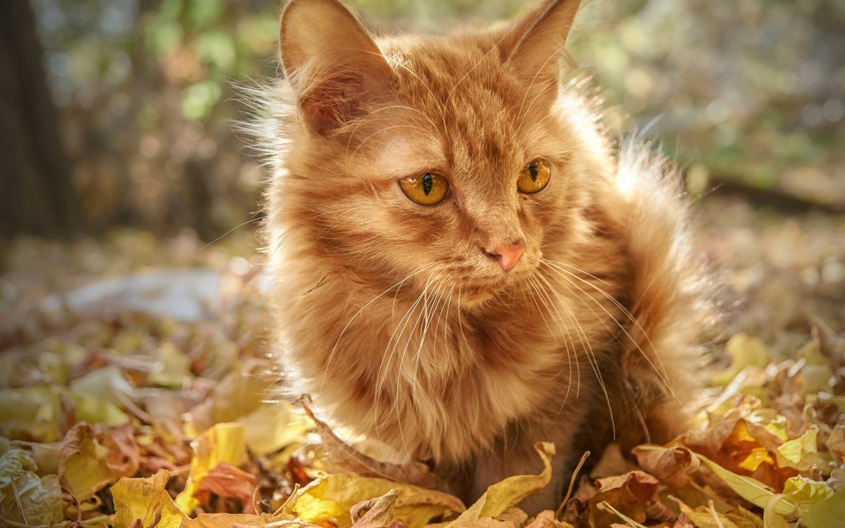 Рыжий котик