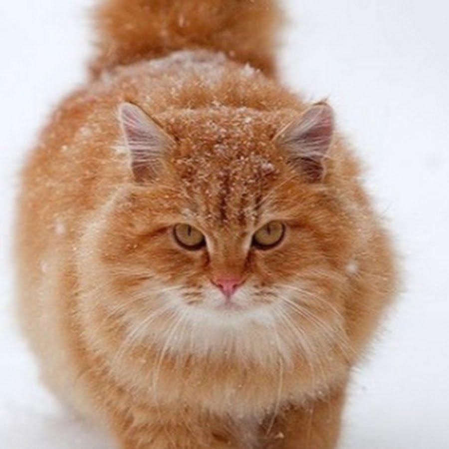 Рыжий пушистый кот с голубыми глазами