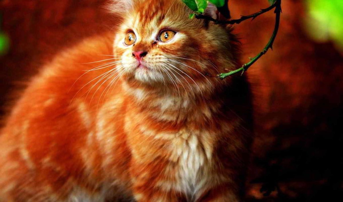 Пушистые рыжие коты на фоне