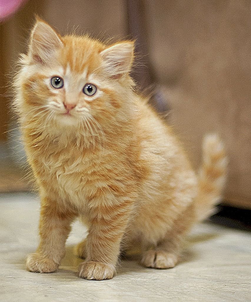 Обычный рыжий котенок