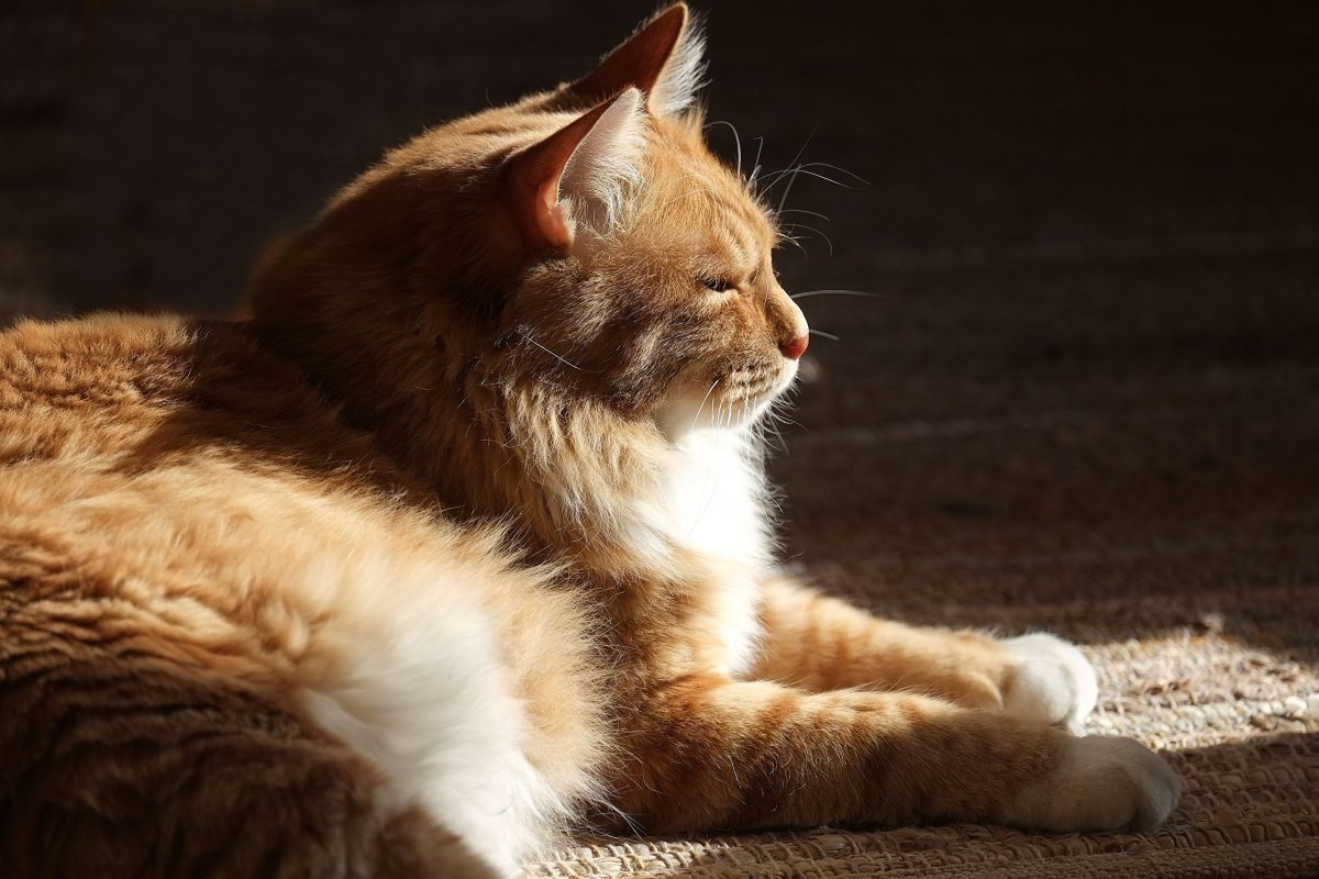 Рыжий мохнатый кот