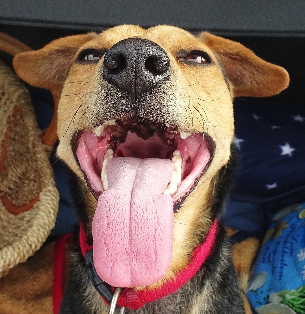 Собака с высунутым языком - 78 фото