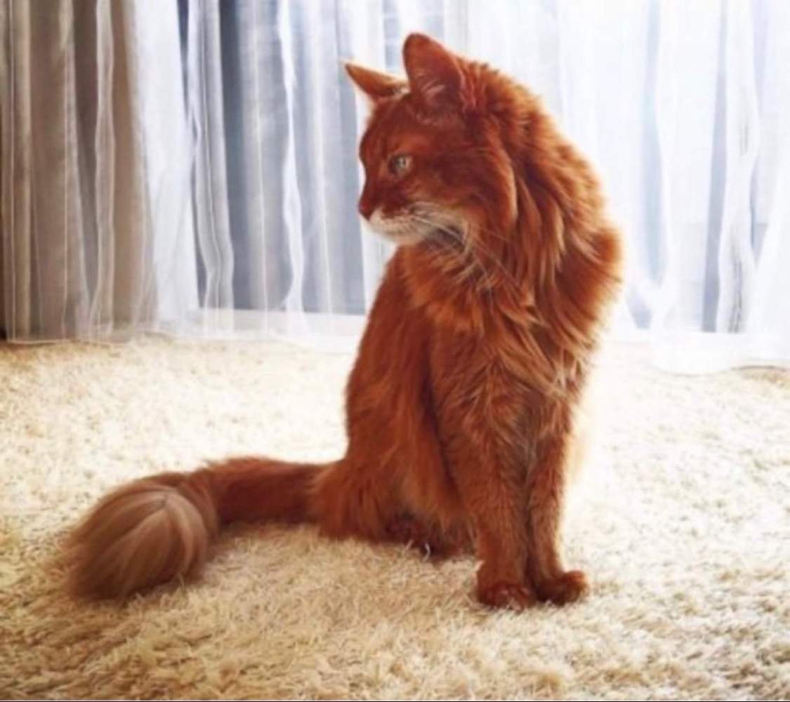 Рыжая кошка Эстетика