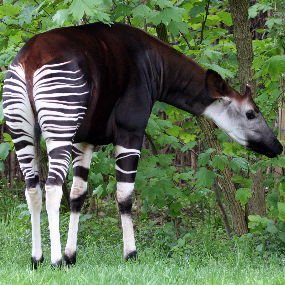 Антилопа окапи
