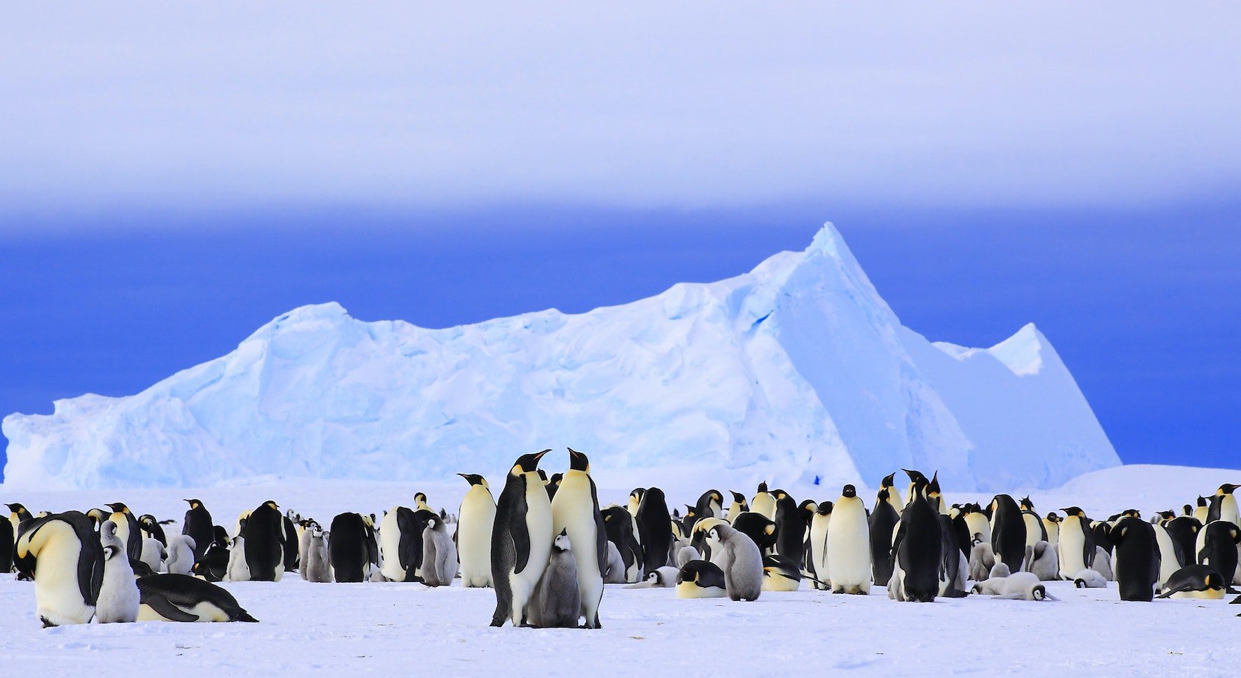 Южный полюс пингвины Арктики