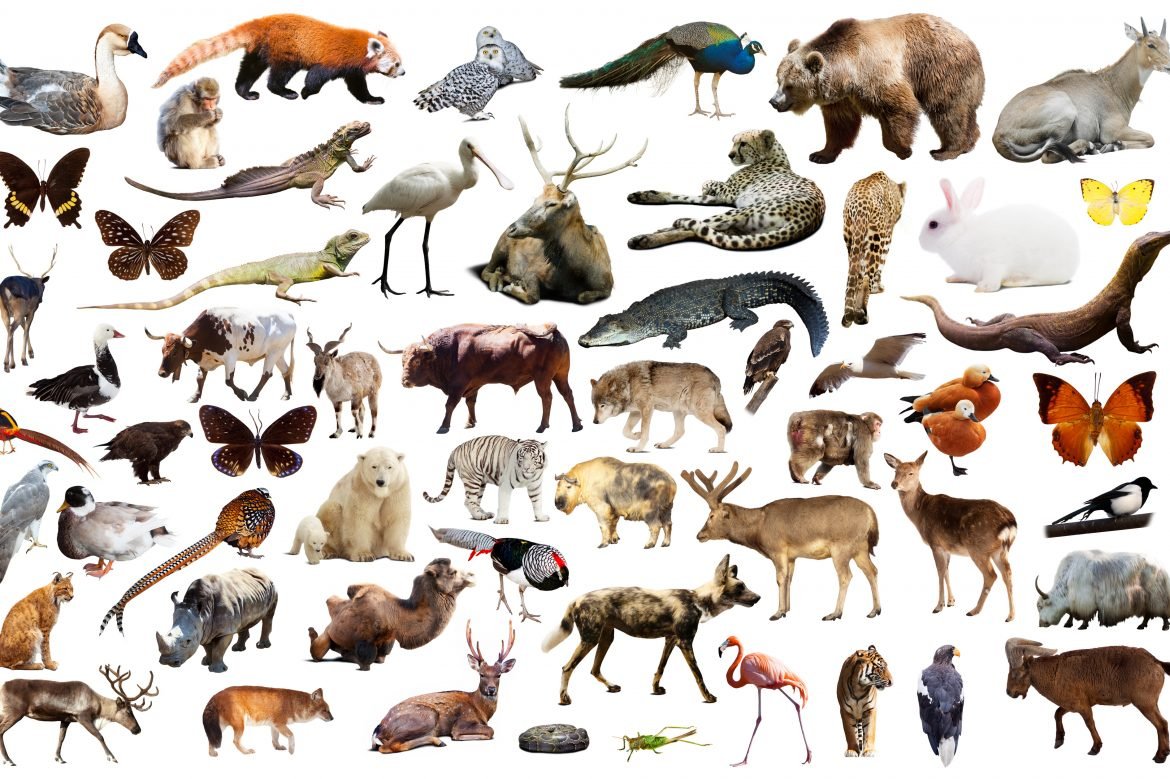 Млекопитающие многообразие видов