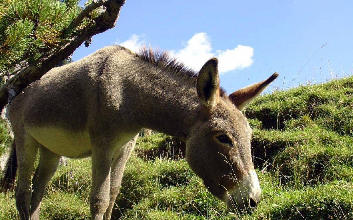 Травоядные звери