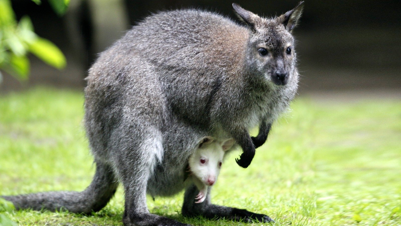 Австралийское животное меняющее внешний вид. Сумчатые кенгуру. Шиншиллы сумчатые. Сумчатые Австралии. Отряд сумчатые кенгуру.
