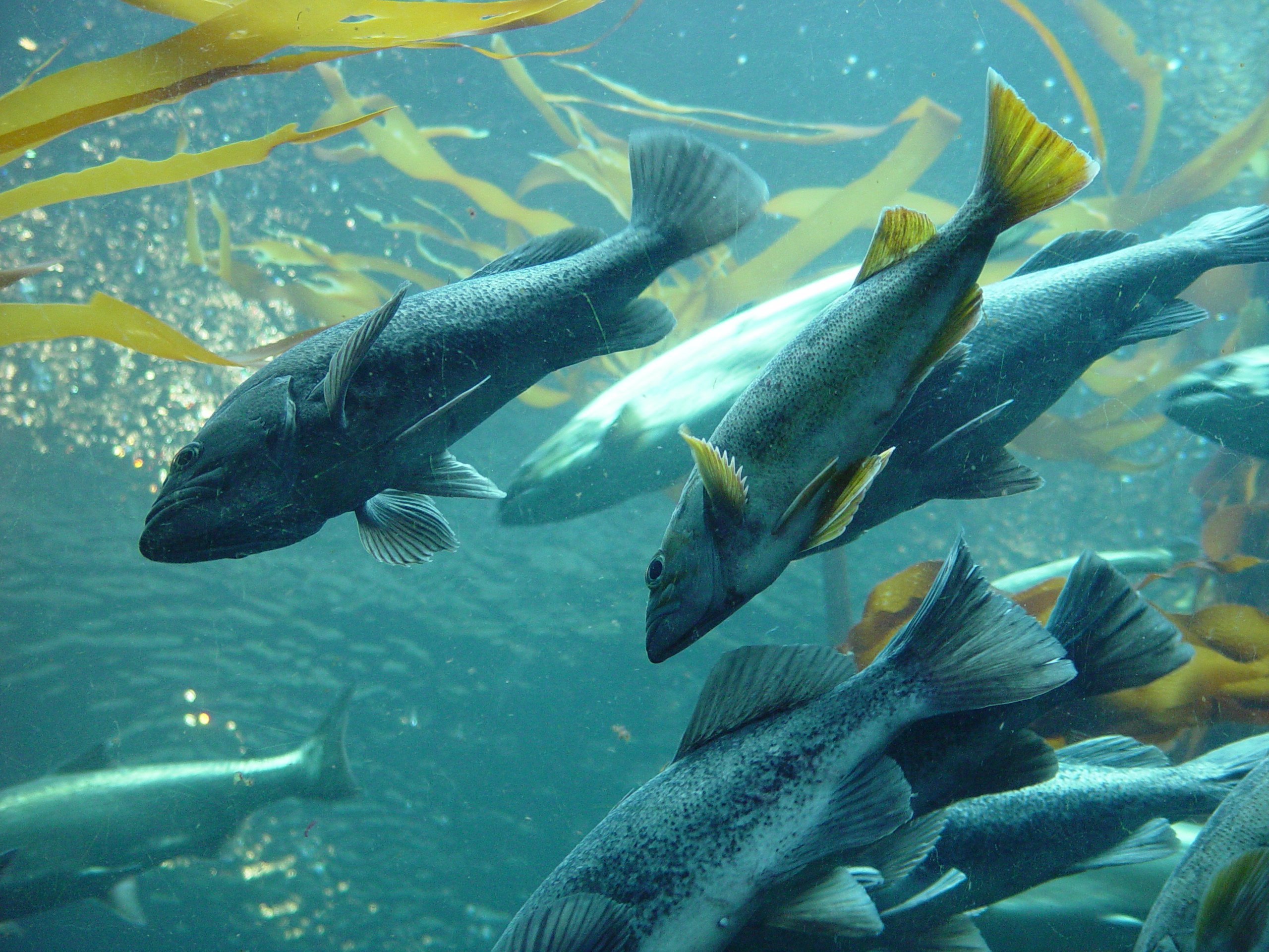 Дикая холодноводная рыба. Рыбы Баренцева моря. Промысловые рыбы Баренцева моря. Ихтиофауна Баренцева моря. Рыбы под водой.