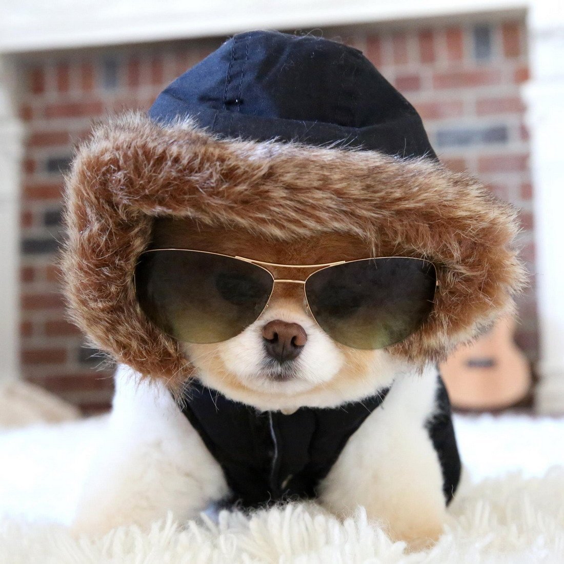 Собака в очках