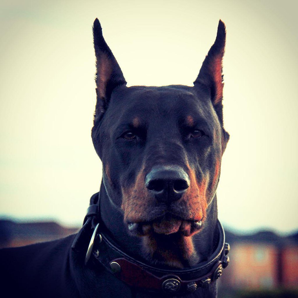 Крутые хаски