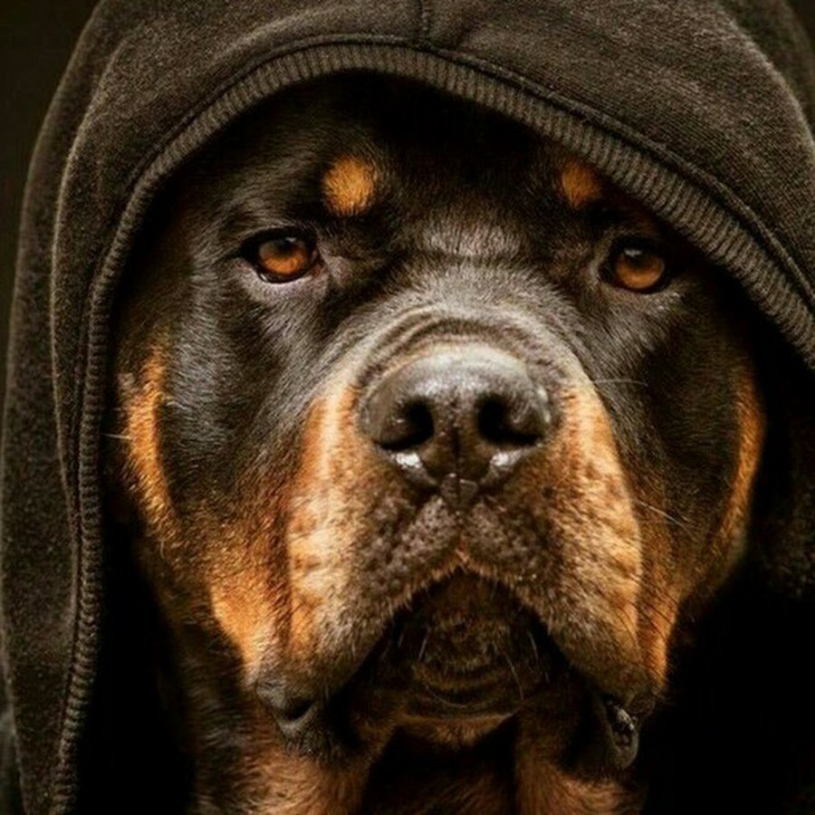 Сибирский хаски Игорь